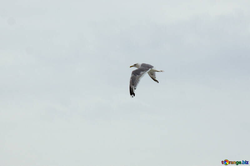 Seagull in the sky №14405