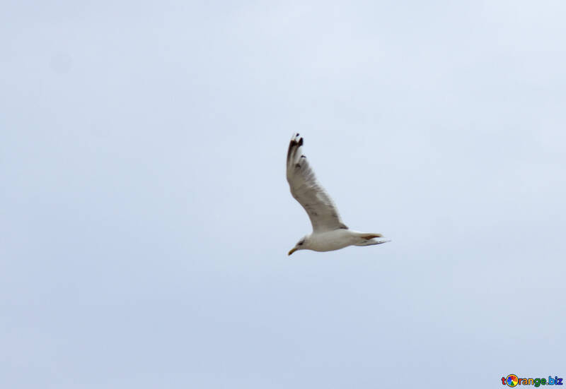 Seagull in the sky №14440