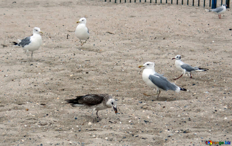 Seagulls at the sea №14400