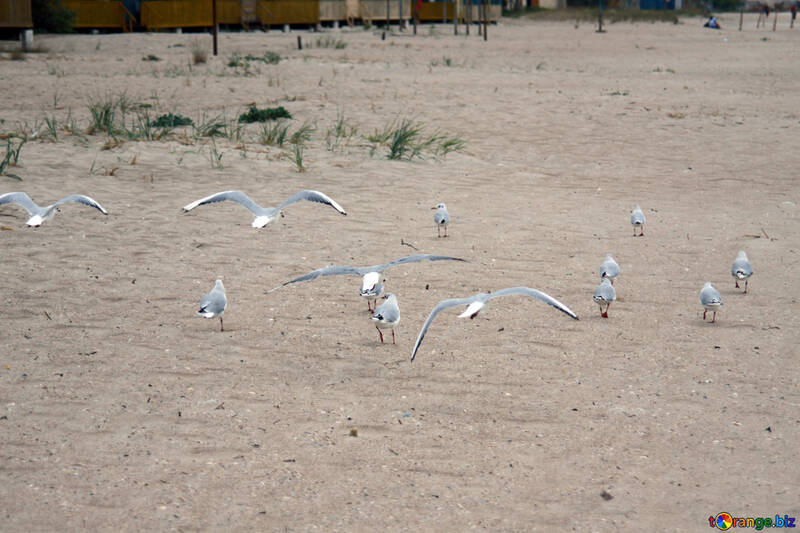 Seagulls №14413