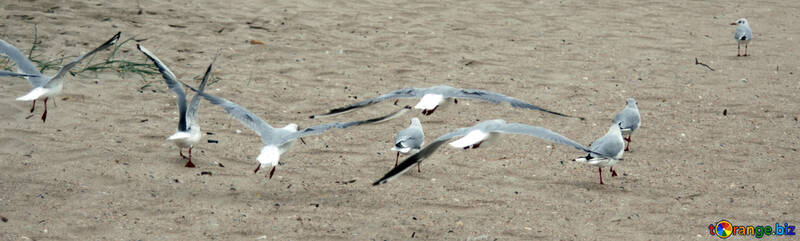 Seagulls soar №14455