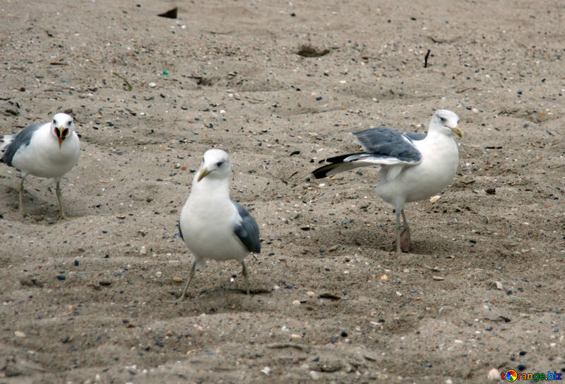Three seagulls №14377