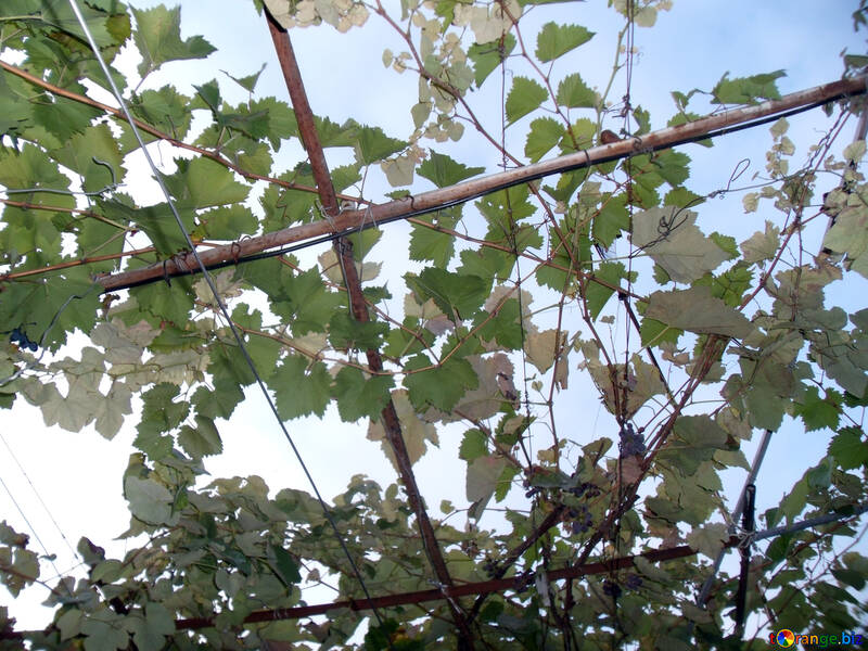 Canopy of grape №14018