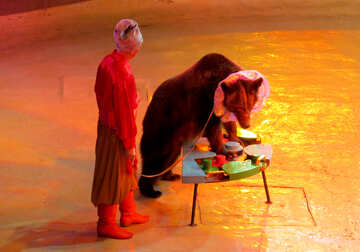 Urso de circo №15799