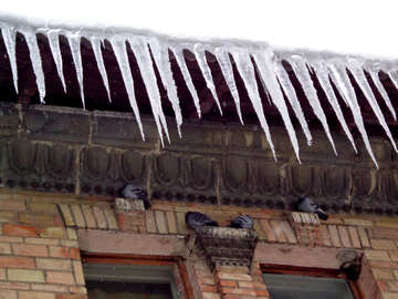 Pombos estão congelando no inverno №15596