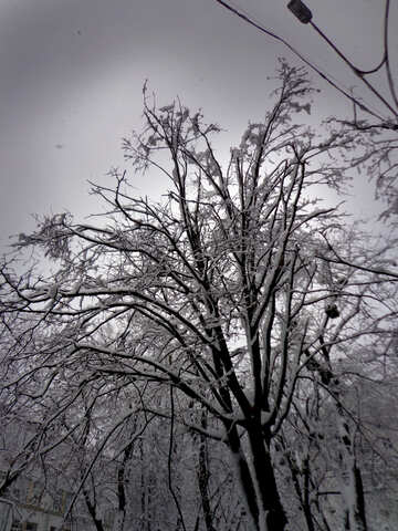 Дерево під снігом №15631