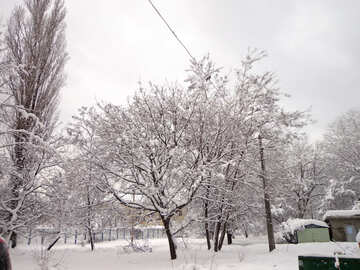 雪の中の木 №15580