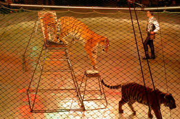 Show with tigers №15826