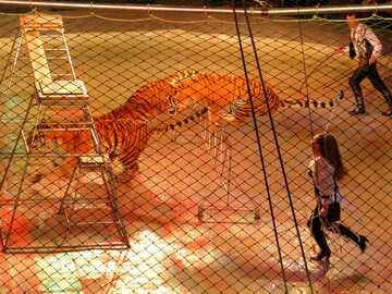 Tigers in cage №15838