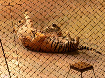 Tiger auf dem Boden №15816