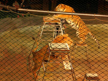 Tigres et des Lions dans le théâtre №15825