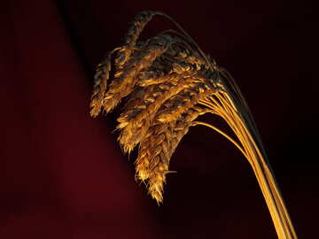 Spikelets №15978