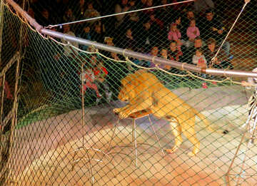 Lion in the circus №15823