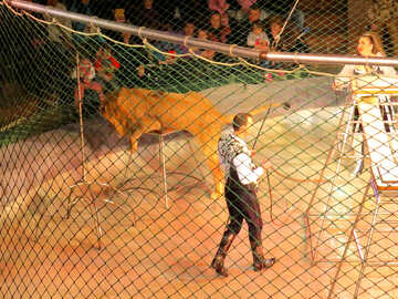 Circus lion №15828