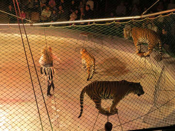 Circus tigers №15812