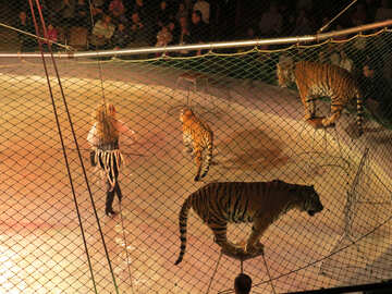 Tigres do circo