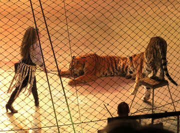 Tigri del circo №15821
