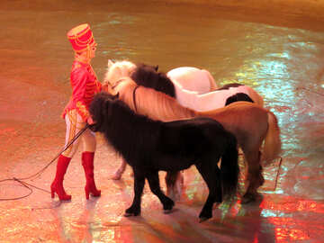 Pony de circo №15775