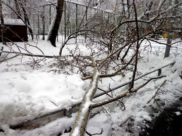 Fallen tree in winter №15639