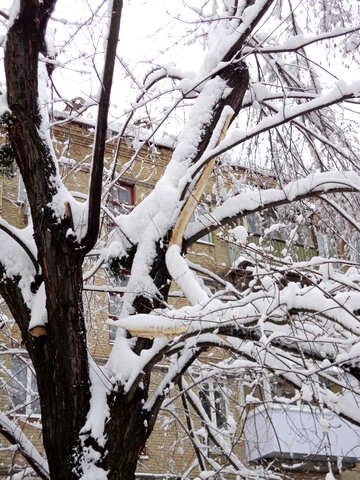 Baum konnte nicht ertragen, Schnee №15566