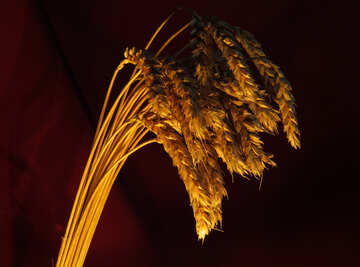 Wheat №15979