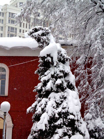 Bäume biegen vom Schnee stecken №15616