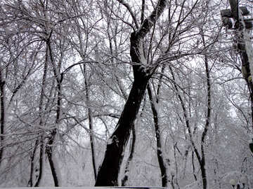 雪の中の木 №15610