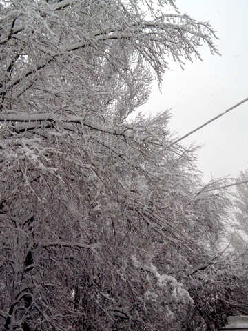 Сніг налипнув на дерева №15617