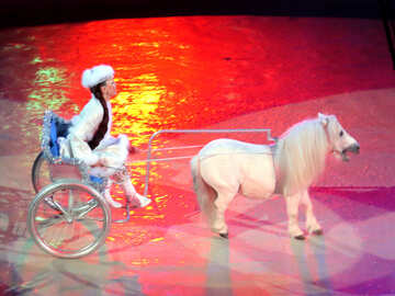 Pony harnessed to cart №15752