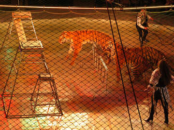 Spettacolo circense con le tigri №15836
