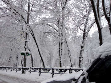 Winter im park №15609