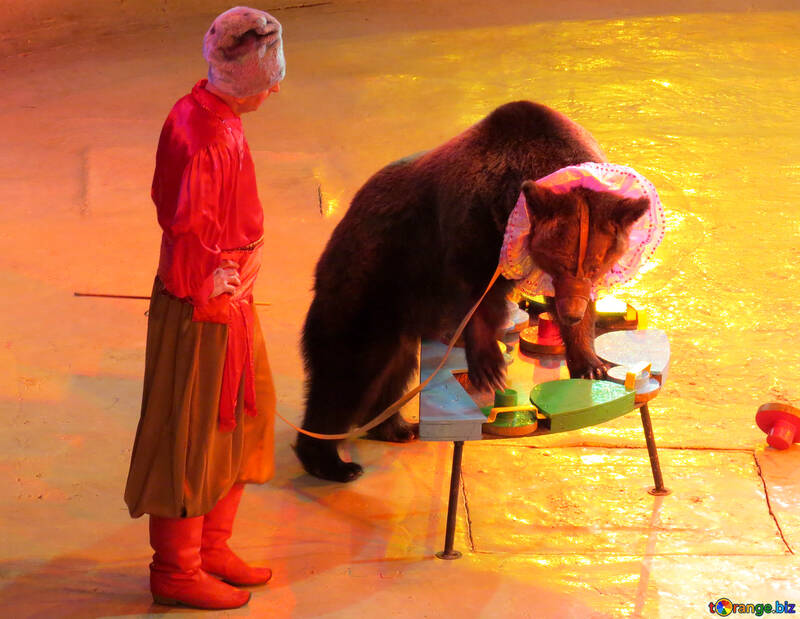 Urso de circo №15796