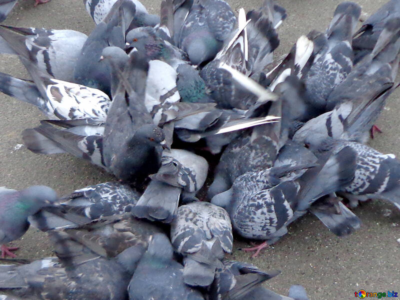 Pigeons №15498