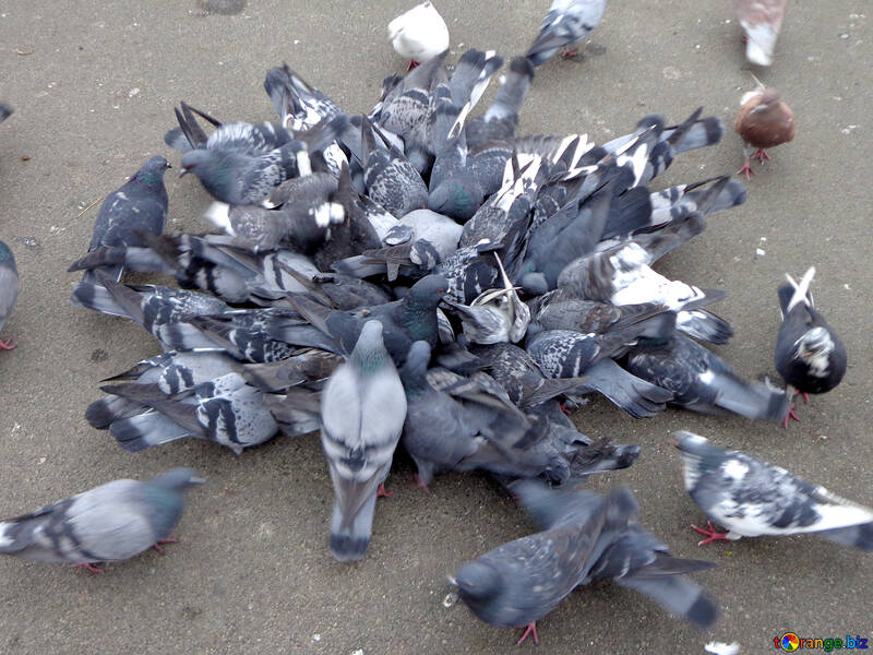 Bunch of pigeons №15499