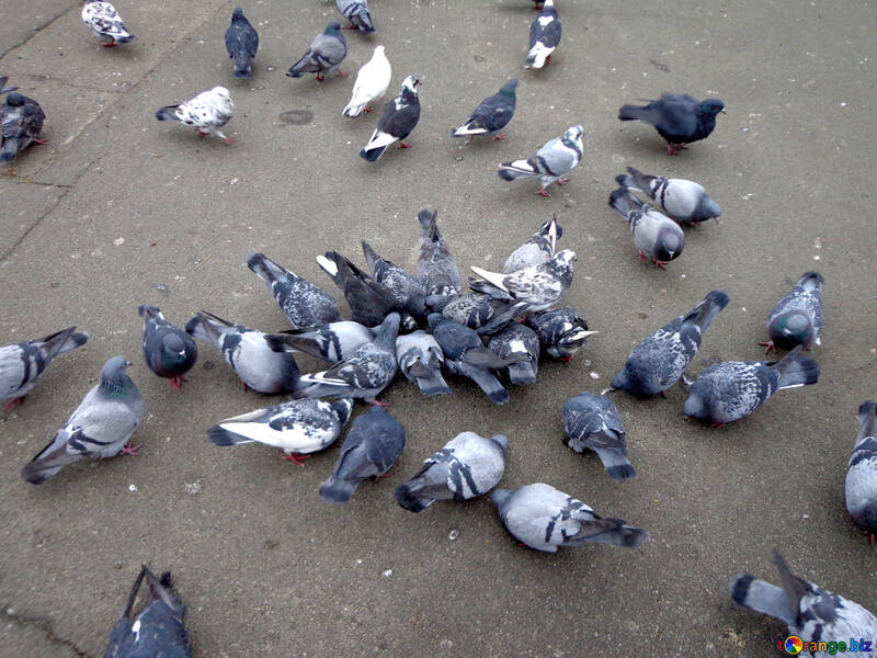 Un troupeau de pigeons et tourterelles №15497