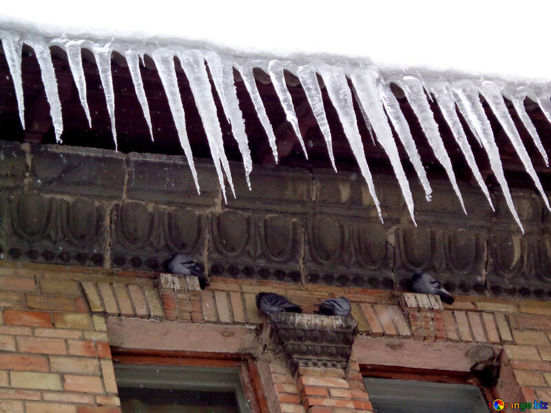 Las palomas son de congelación en invierno №15596