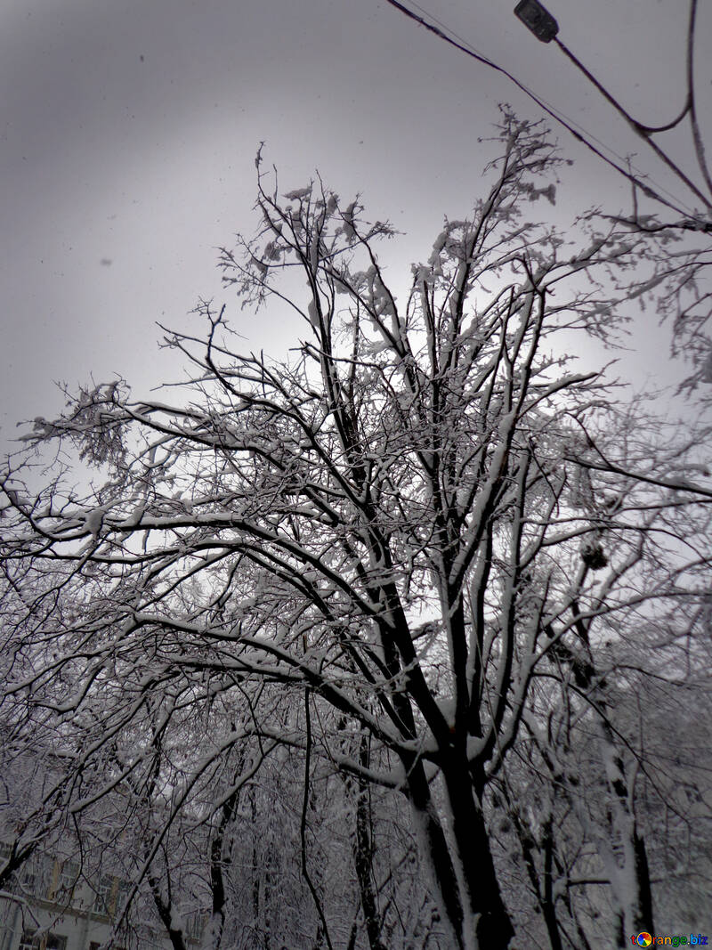 Tree in snow №15631