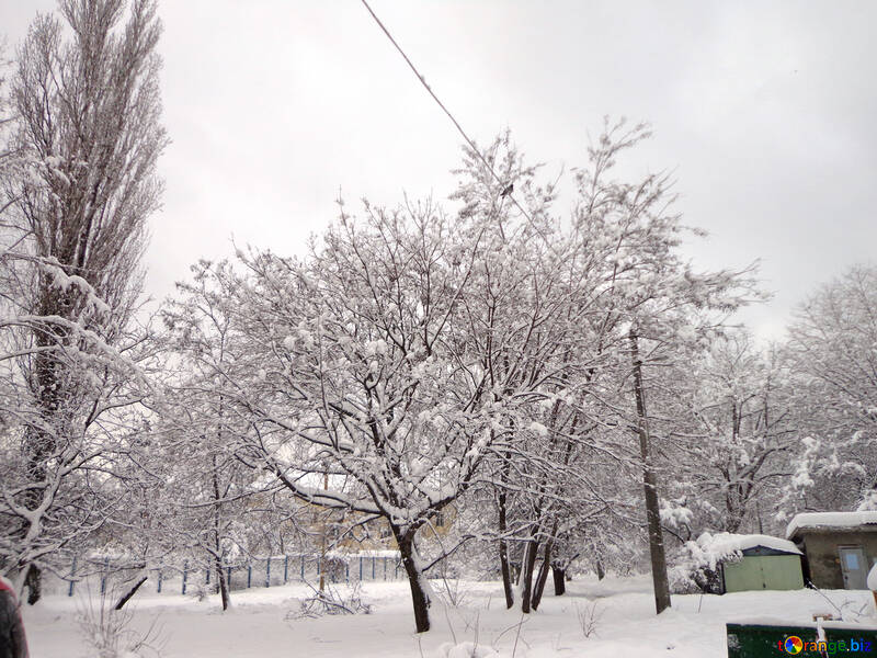 Trees under the snow №15580