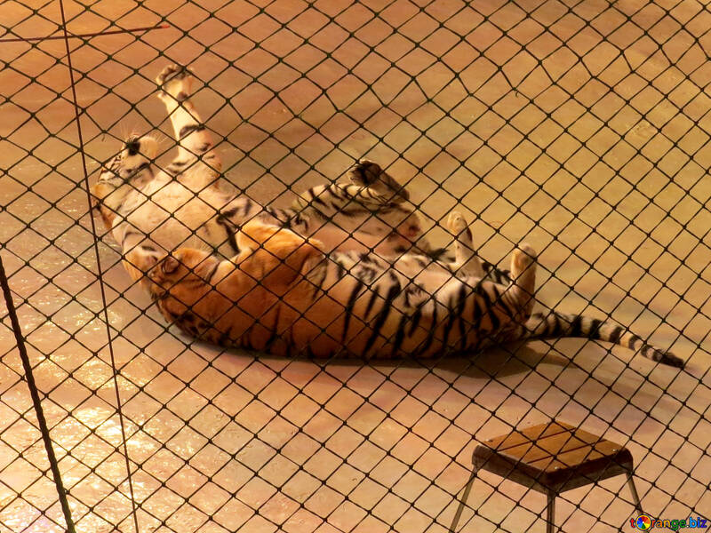 Tiger auf dem Boden №15816