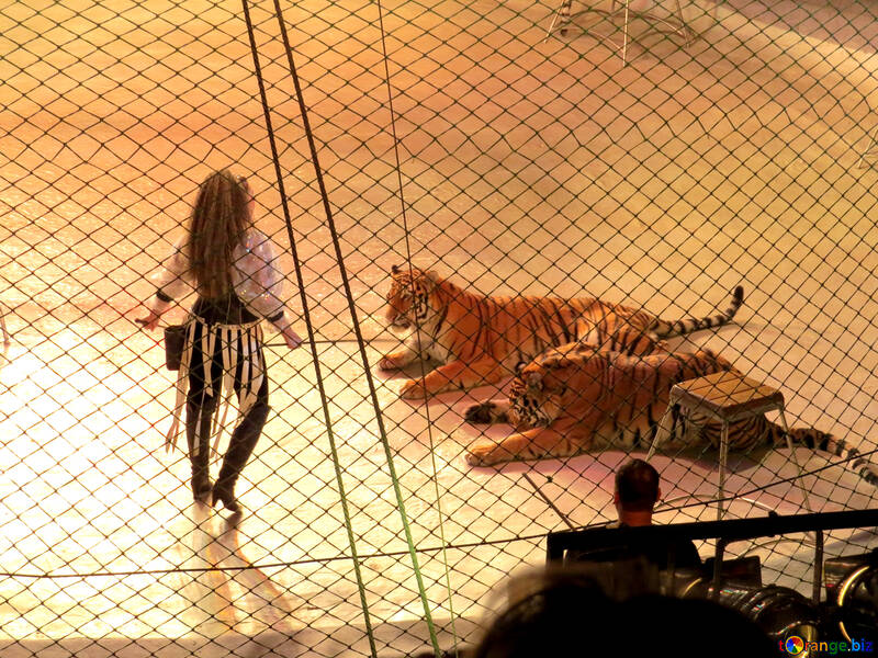 Tiger tamer №15820