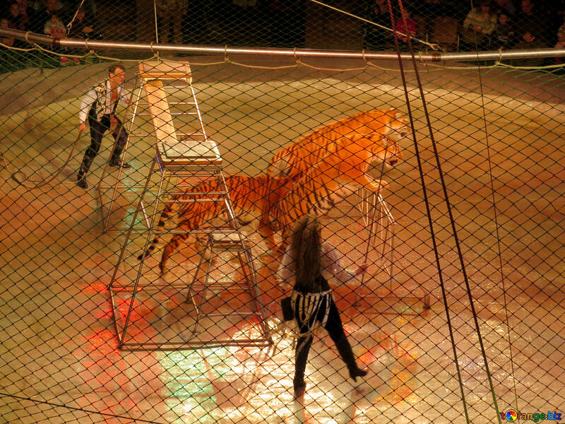 Circus big cats №15837