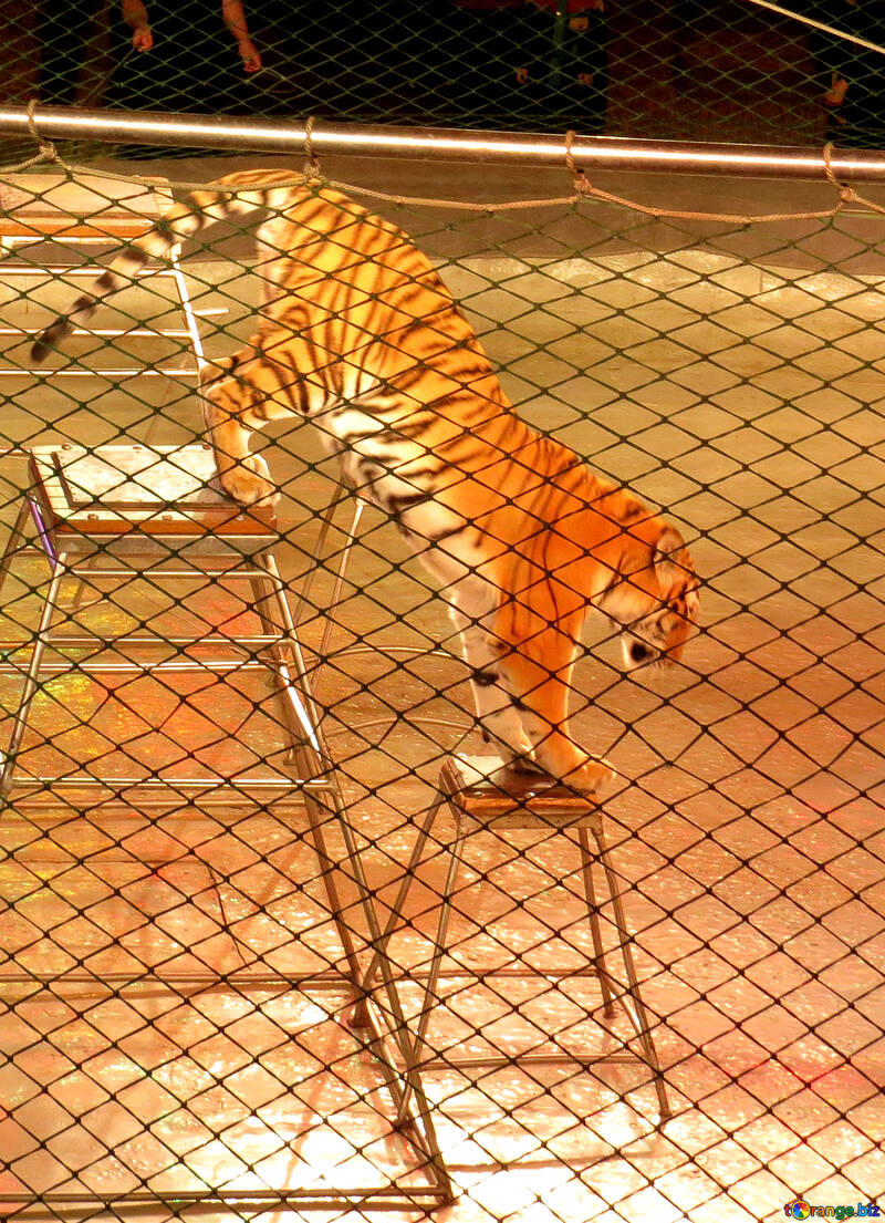 Tigre del circo №15815