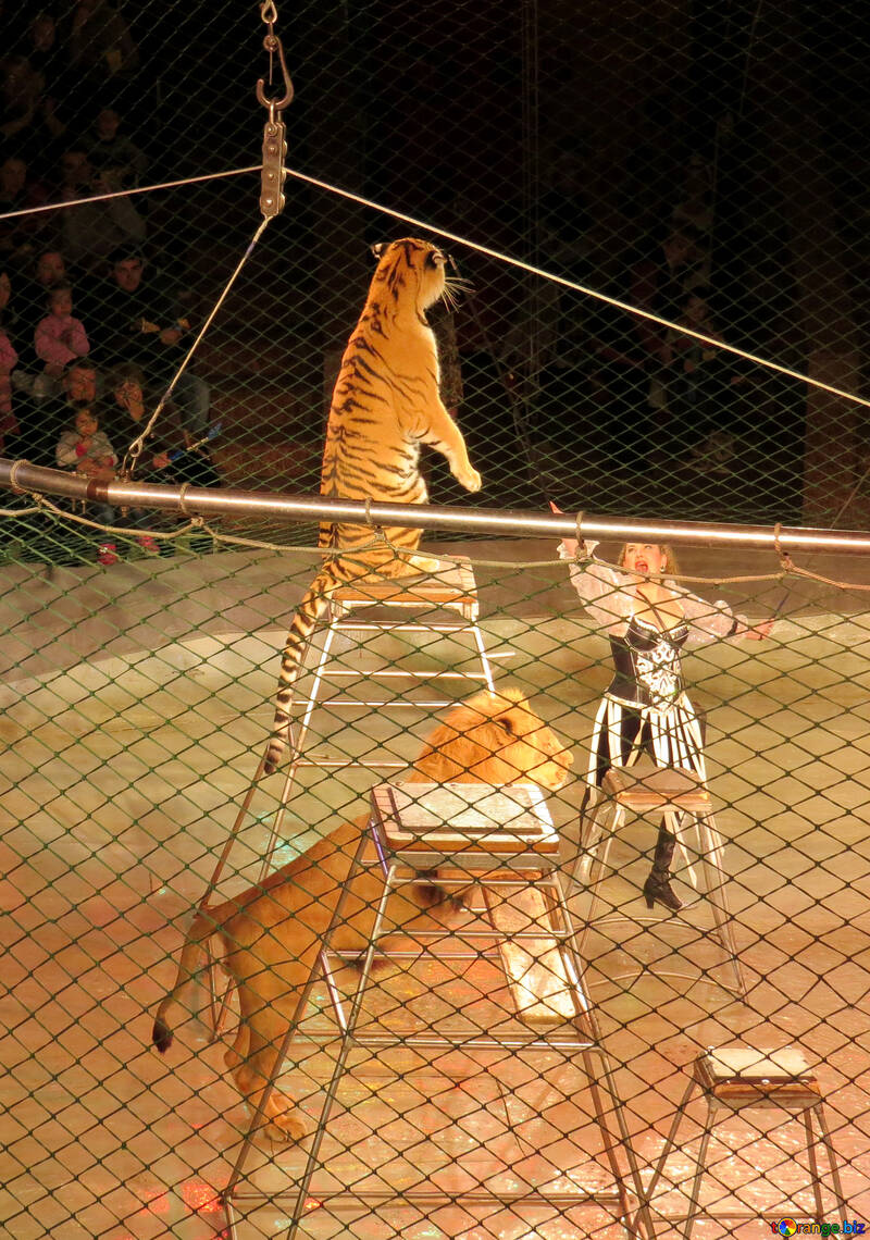 Circus Tiger №15824