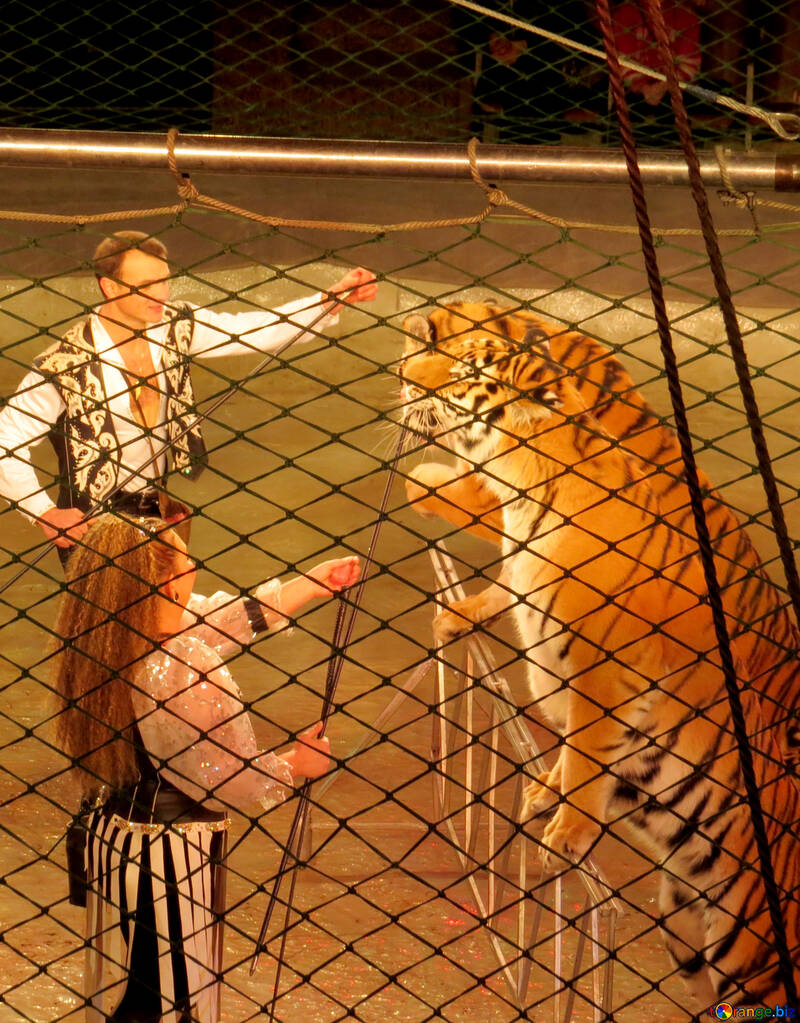 Zirkus-Tiger №15832