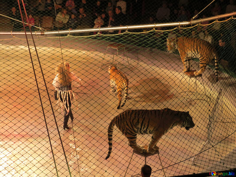 Tigres de cirque №15812