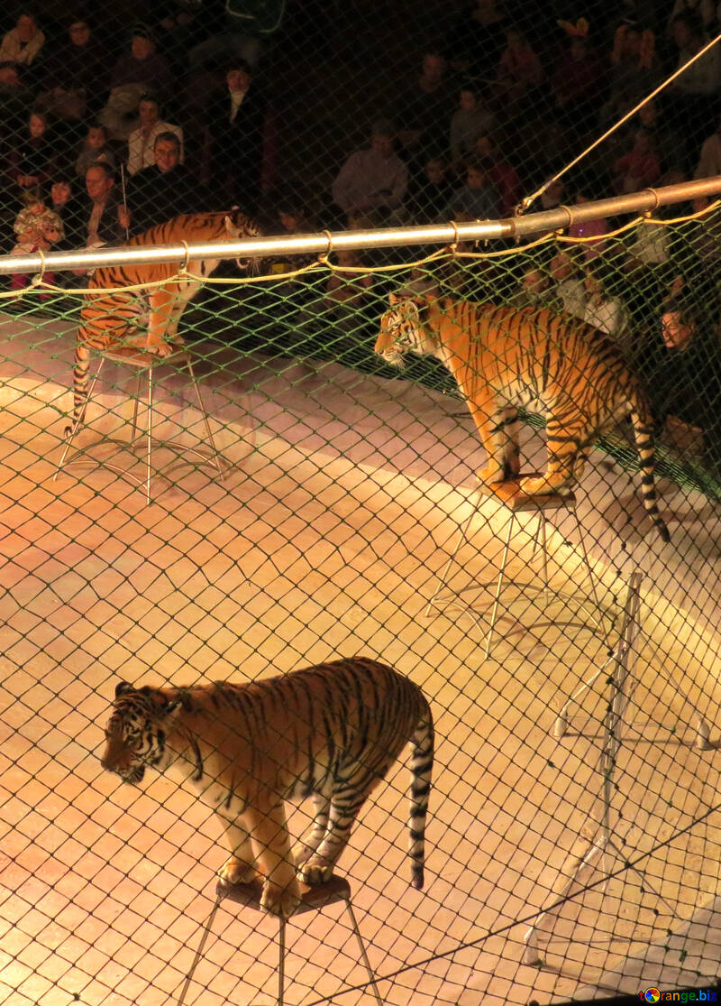 Тигри в цирку №15829
