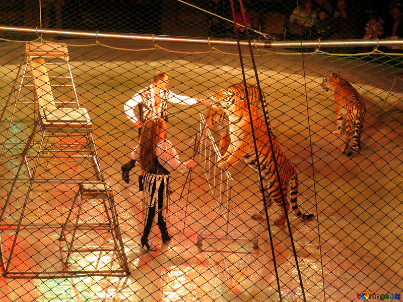 Zirkus und Tiger №15834