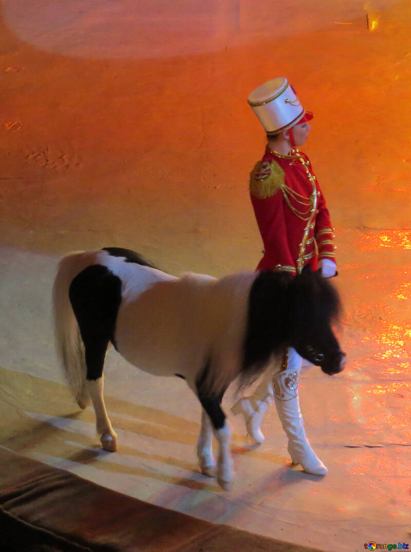 Pony circo №15782