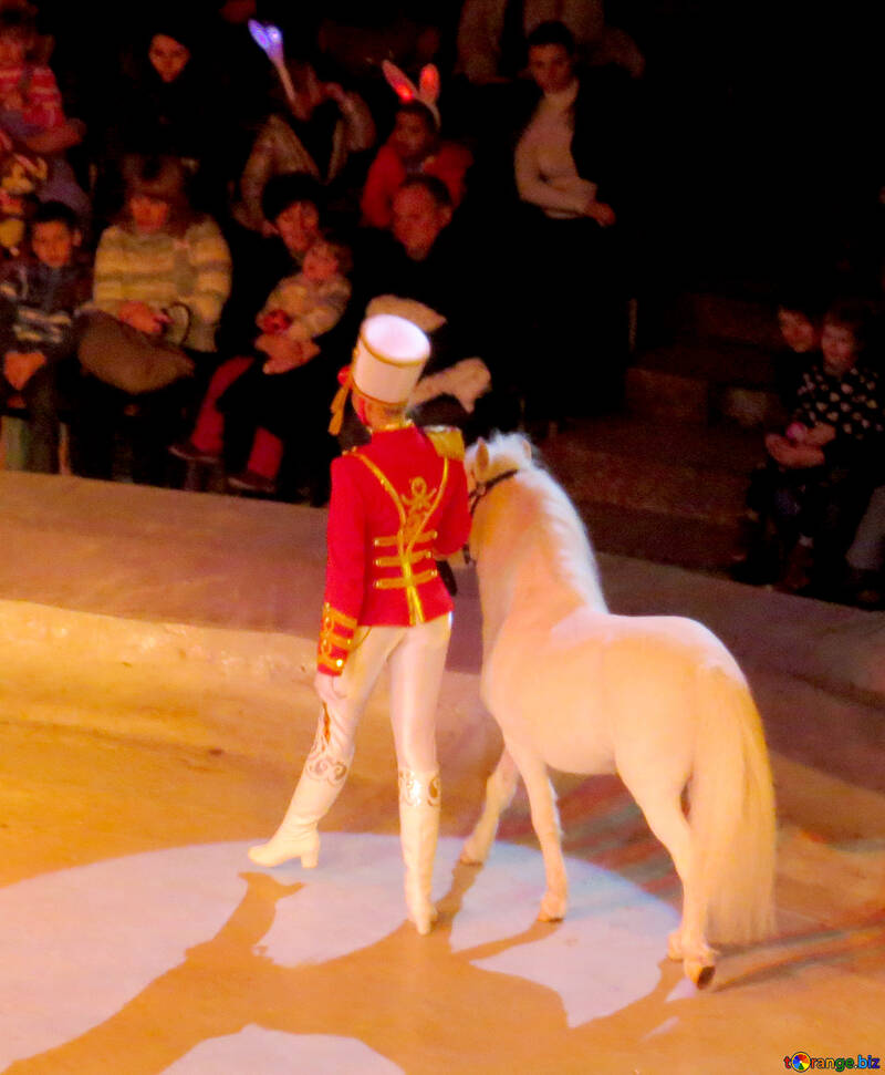 Pony - circus artist №15779