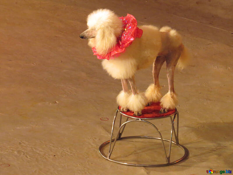 Cão de circo №15767